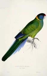Barnardius zonarius